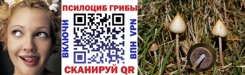 Купить где  Шлиссельбург  Галлюциногенные грибы GOLDEN TEACHER 